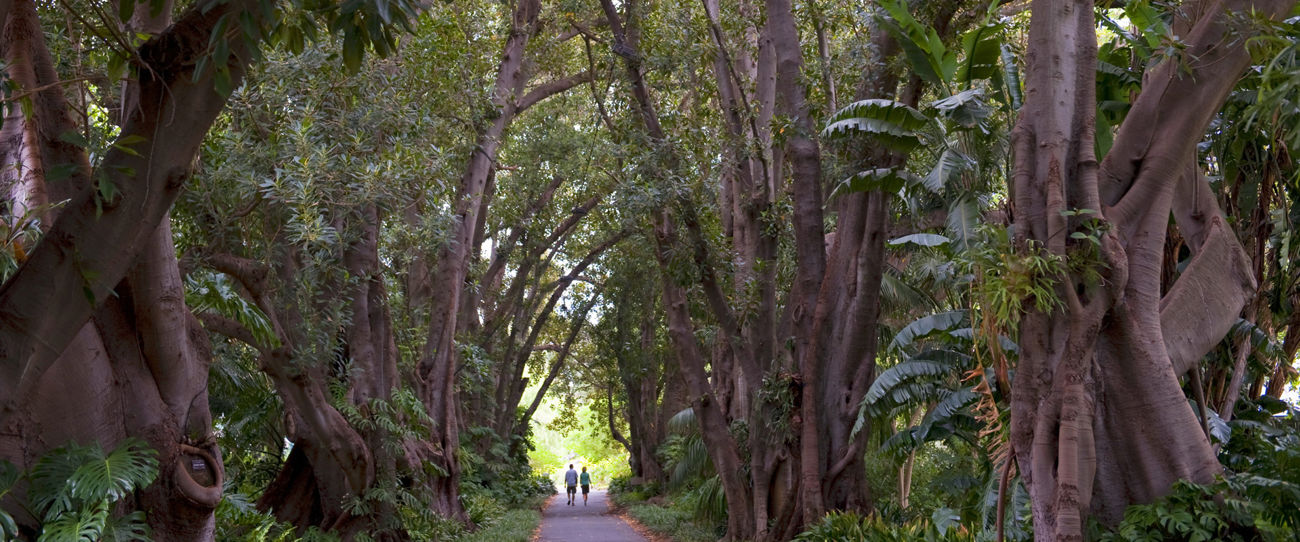 Adelaide Botanic Gardens