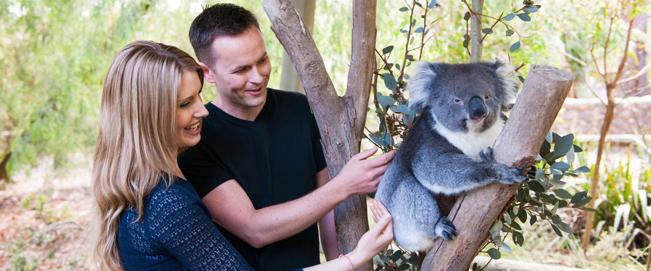 Cleland Wildlife Park