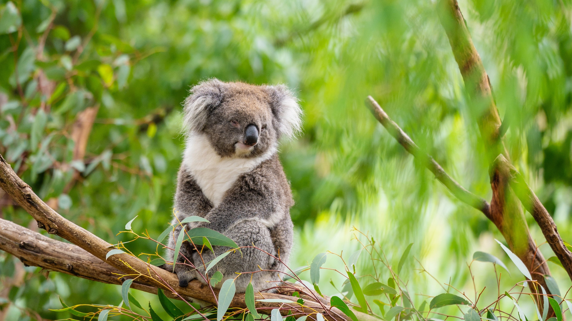 MS2 Stage Guide Adl Hills