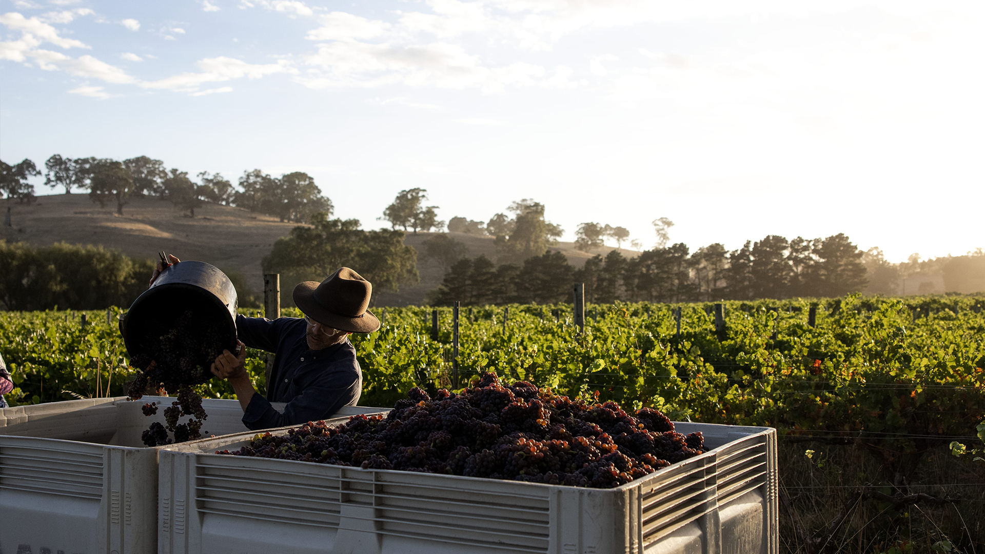 Five Of The Best Wines From South Australia Blog Tour Down Under